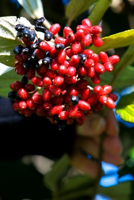 Viburnum rhytidophyllum - kalina vrásčitolistá - plod 2